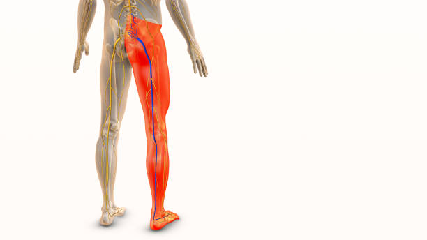 Sciatica pain relief and treatment